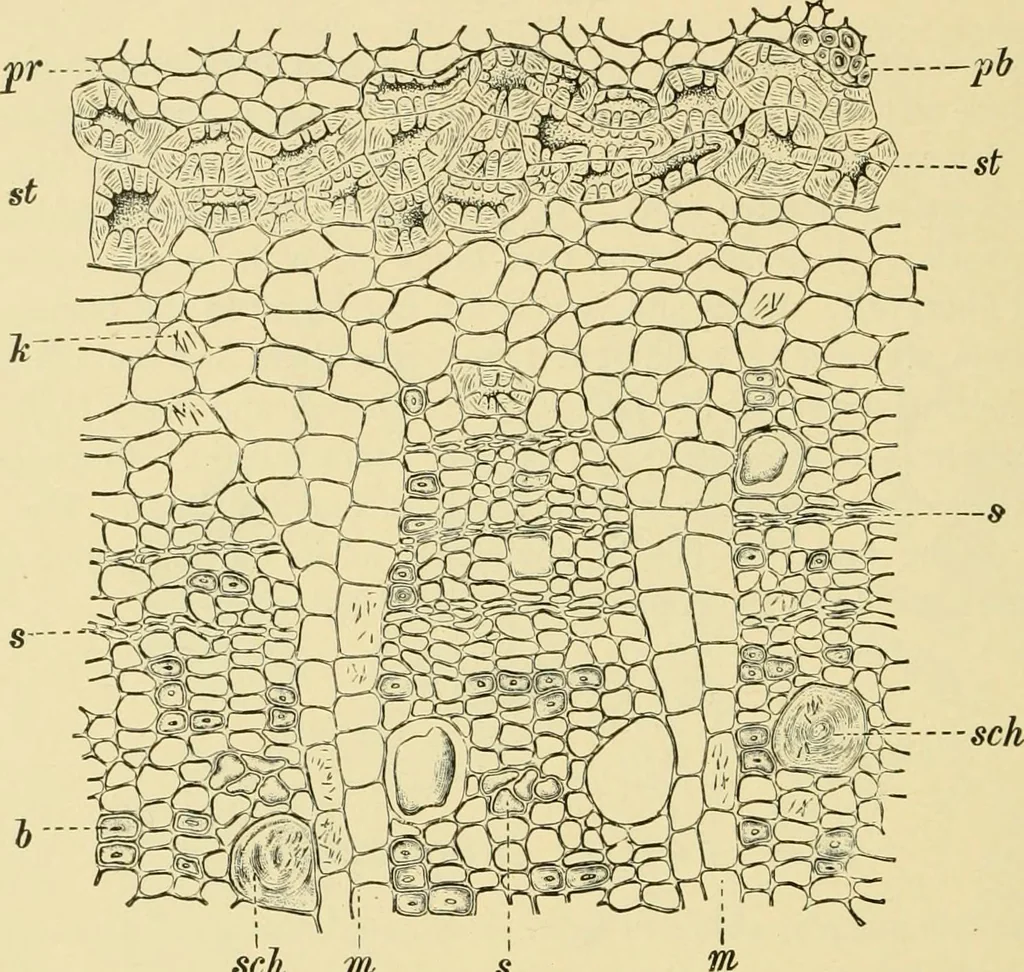 An illustration from The microscopy of vegetable foods, with special reference to the detection of adulteration and the diagnosis of mixtures, 1916, leaf 613