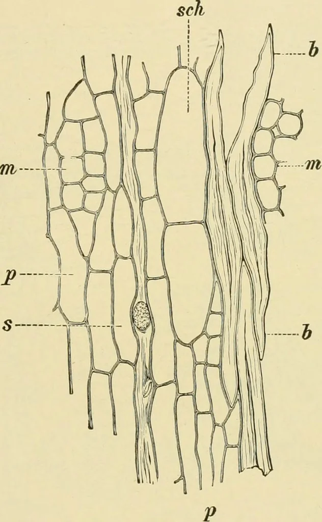 An illustration from The microscopy of vegetable foods, with special reference to the detection of adulteration and the diagnosis of mixtures, 1916, leaf 614