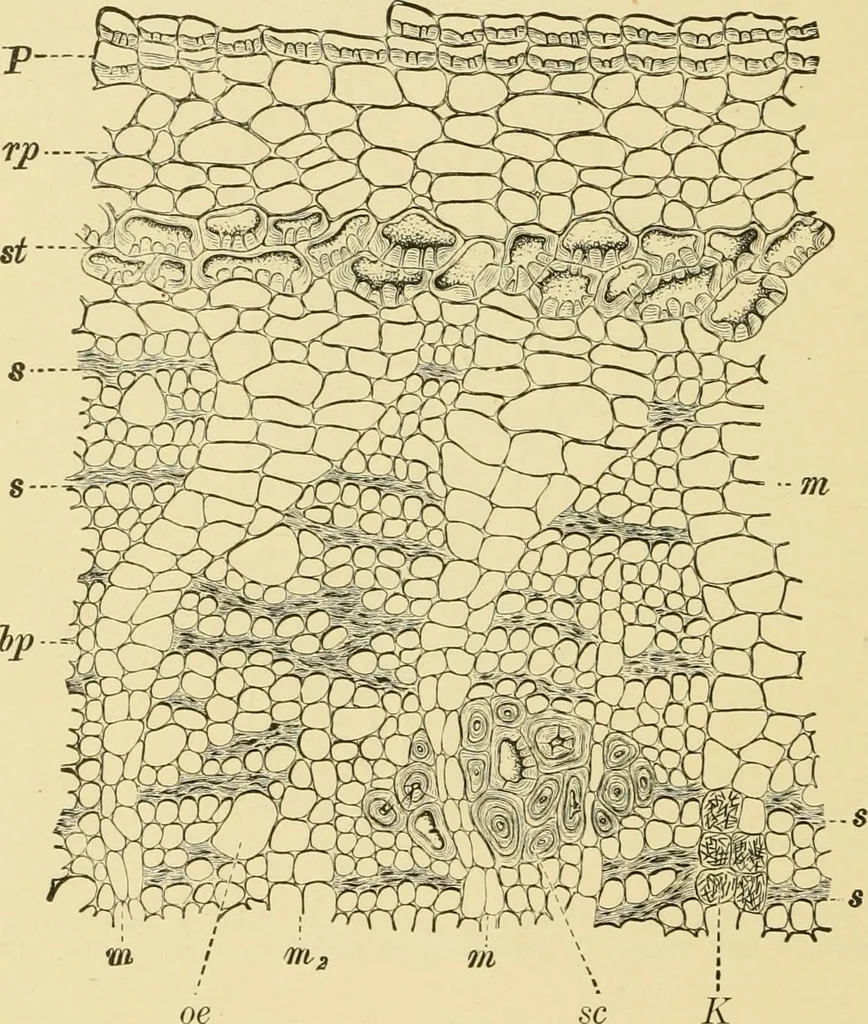 An illustration from The microscopy of vegetable foods, with special reference to the detection of adulteration and the diagnosis of mixtures, 1916, leaf 615