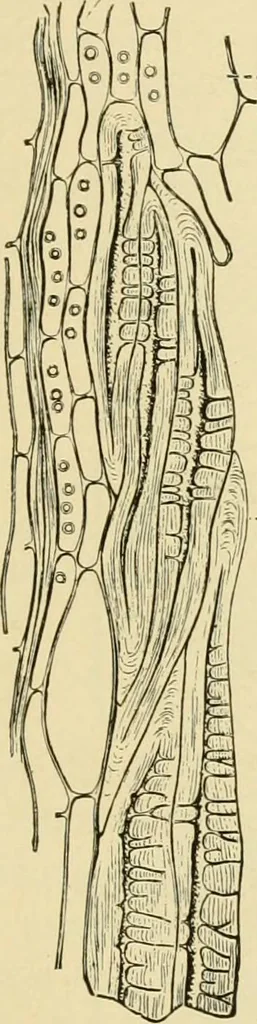 An illustration from The microscopy of vegetable foods, with special reference to the detection of adulteration and the diagnosis of mixtures, 1916, leaf 616