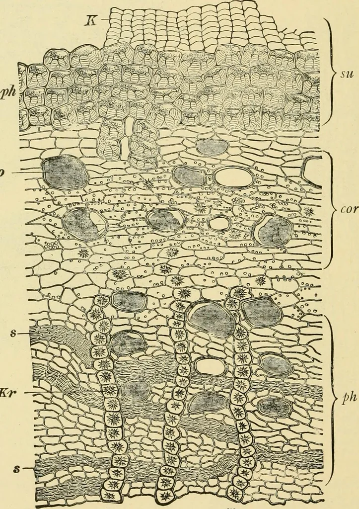An illustration from The microscopy of vegetable foods, with special reference to the detection of adulteration and the diagnosis of mixtures, 1916, leaf 617