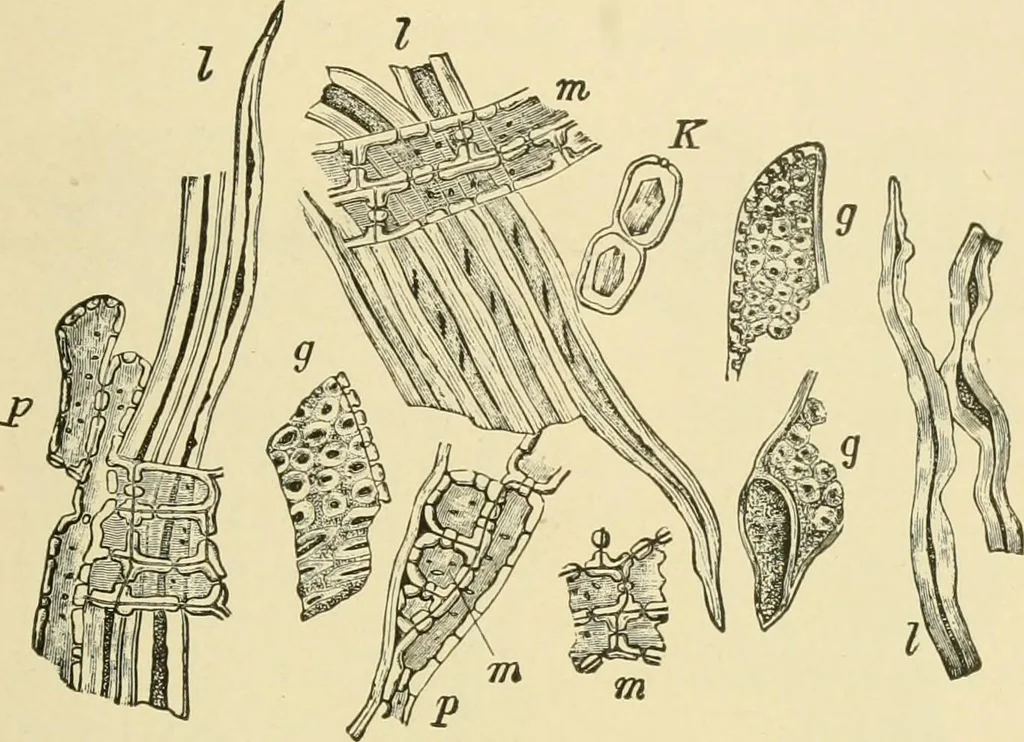An illustration from The microscopy of vegetable foods, with special reference to the detection of adulteration and the diagnosis of mixtures, 1916, leaf 62