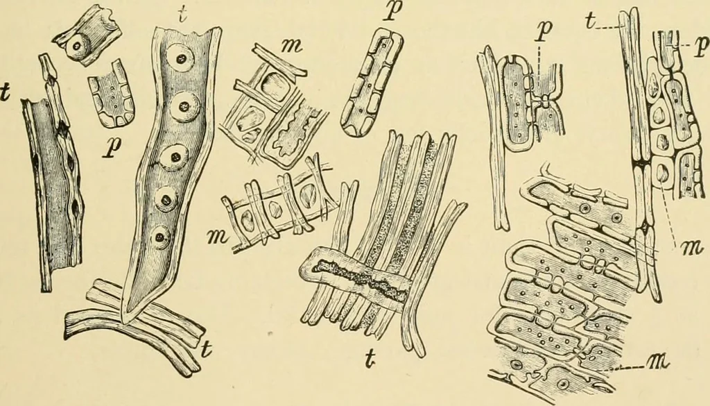An illustration from The microscopy of vegetable foods, with special reference to the detection of adulteration and the diagnosis of mixtures, 1916, leaf 62