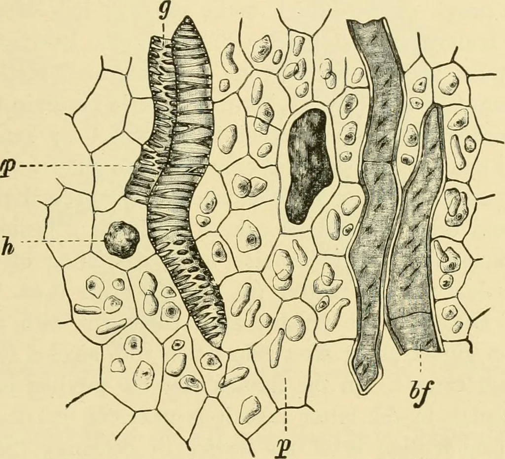 An illustration from The microscopy of vegetable foods, with special reference to the detection of adulteration and the diagnosis of mixtures, 1916, leaf 620