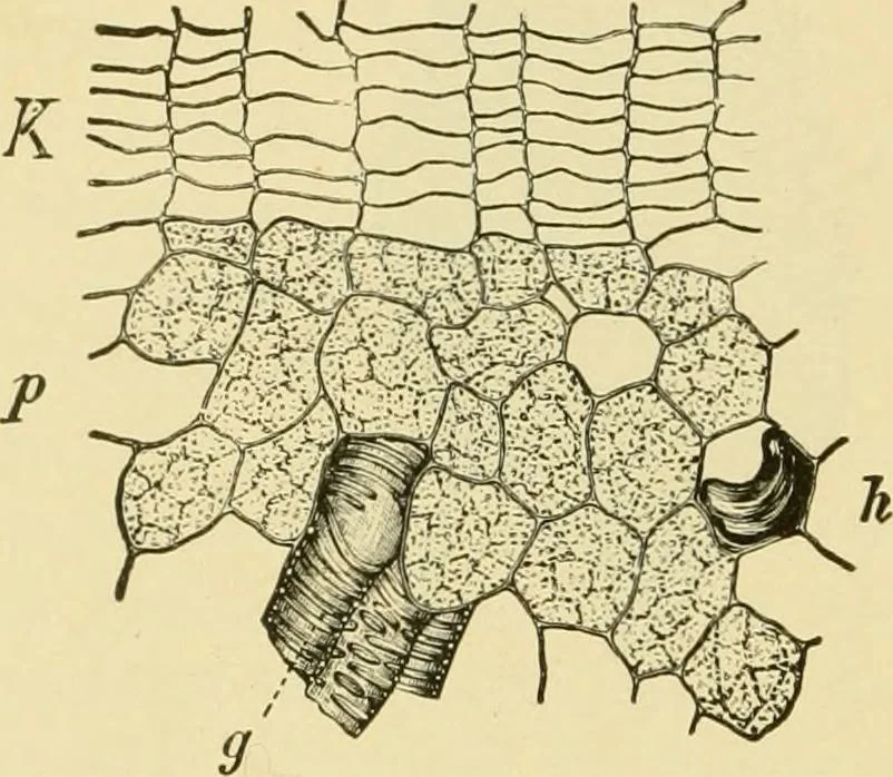 An illustration from The microscopy of vegetable foods, with special reference to the detection of adulteration and the diagnosis of mixtures, 1916, leaf 623