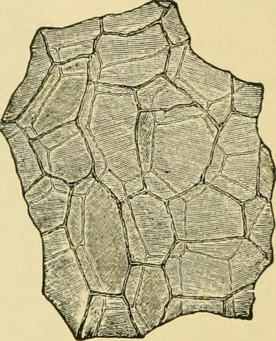An illustration from The microscopy of vegetable foods, with special reference to the detection of adulteration and the diagnosis of mixtures, 1916, leaf 623