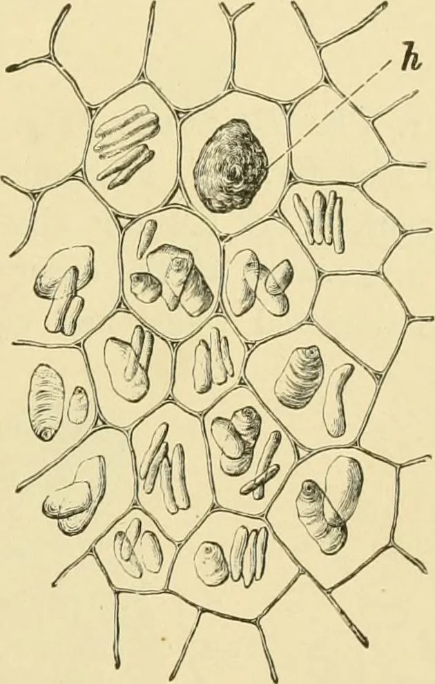 An illustration from The microscopy of vegetable foods, with special reference to the detection of adulteration and the diagnosis of mixtures, 1916, leaf 624