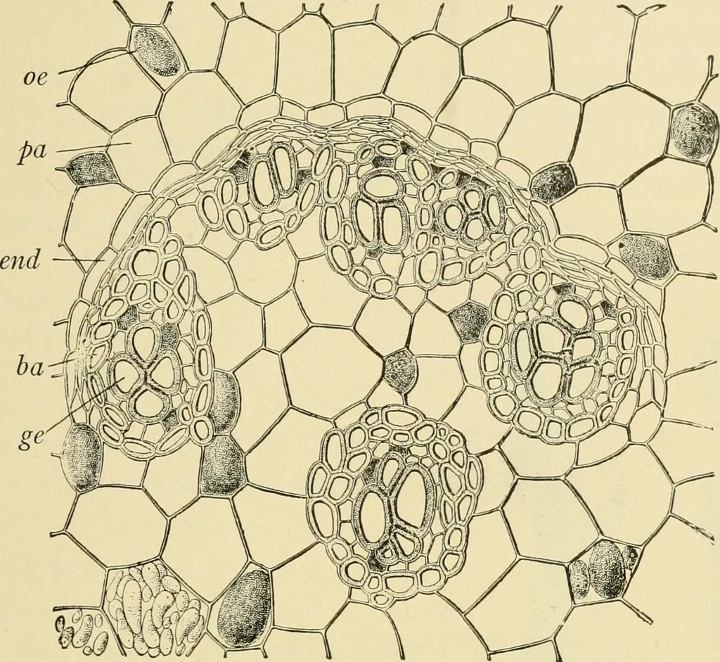 An illustration from The microscopy of vegetable foods, with special reference to the detection of adulteration and the diagnosis of mixtures, 1916, leaf 626