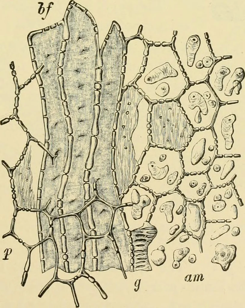 An illustration from The microscopy of vegetable foods, with special reference to the detection of adulteration and the diagnosis of mixtures, 1916, leaf 626