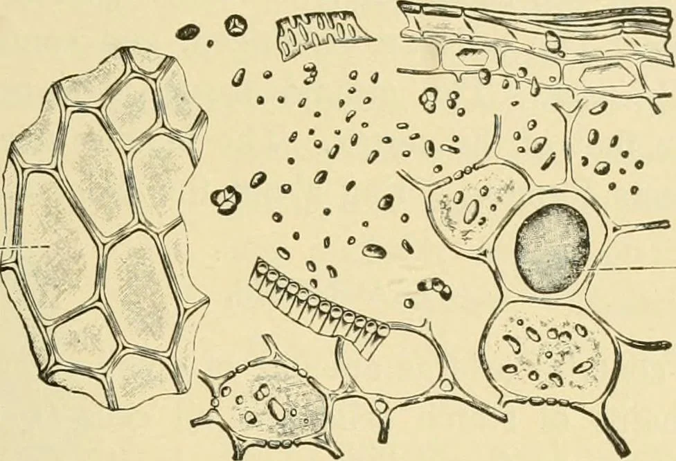 An illustration from The microscopy of vegetable foods, with special reference to the detection of adulteration and the diagnosis of mixtures, 1916, leaf 628