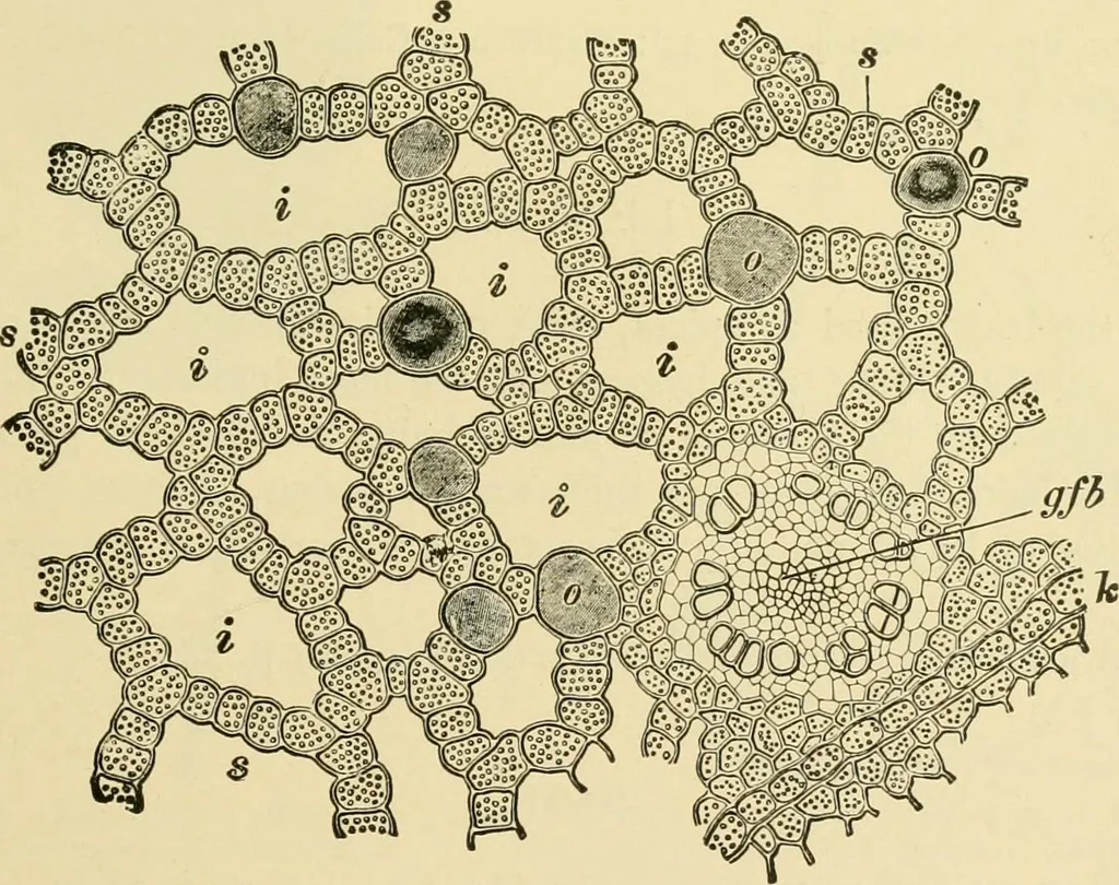 An illustration from The microscopy of vegetable foods, with special reference to the detection of adulteration and the diagnosis of mixtures, 1916, leaf 628