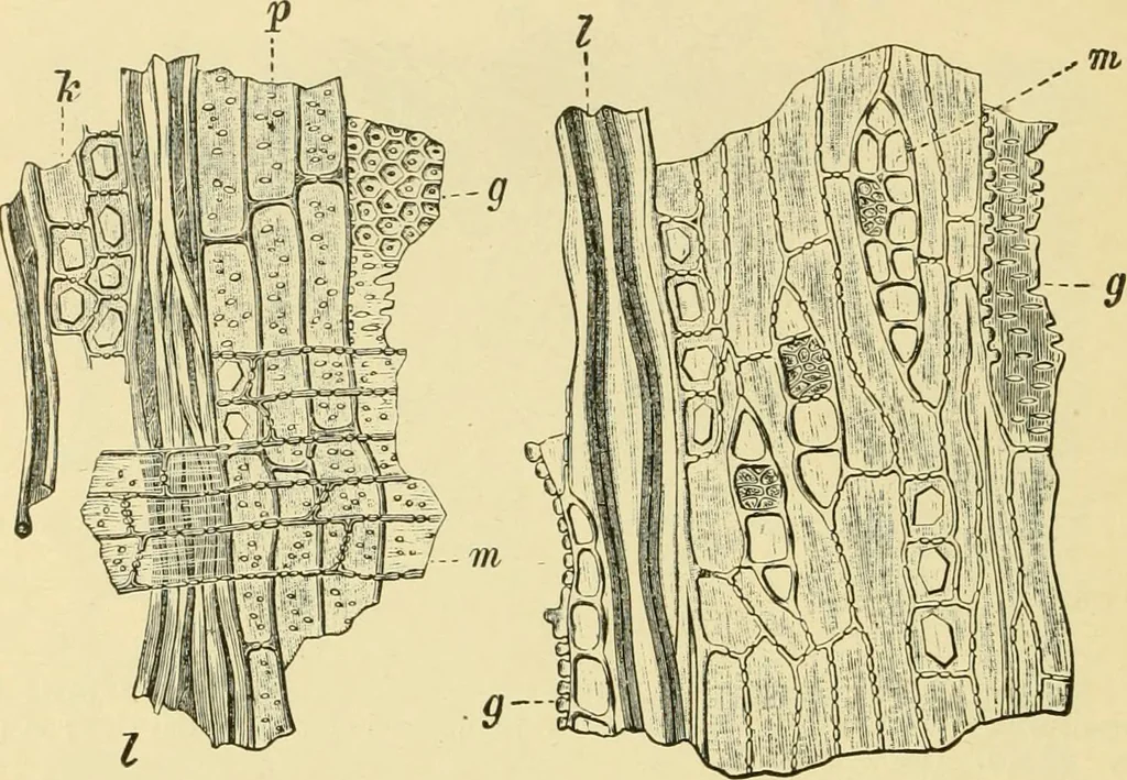 An illustration from The microscopy of vegetable foods, with special reference to the detection of adulteration and the diagnosis of mixtures, 1916, leaf 63