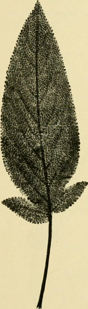 An illustration from The microscopy of vegetable foods, with special reference to the detection of adulteration and the diagnosis of mixtures, 1916, leaf 630