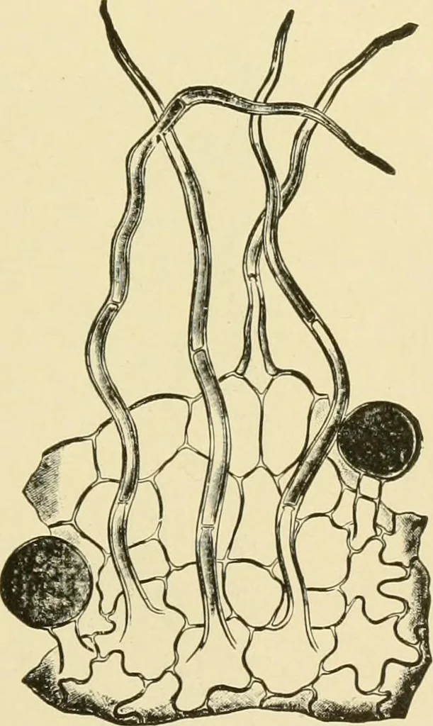 An illustration from The microscopy of vegetable foods, with special reference to the detection of adulteration and the diagnosis of mixtures, 1916, leaf 630