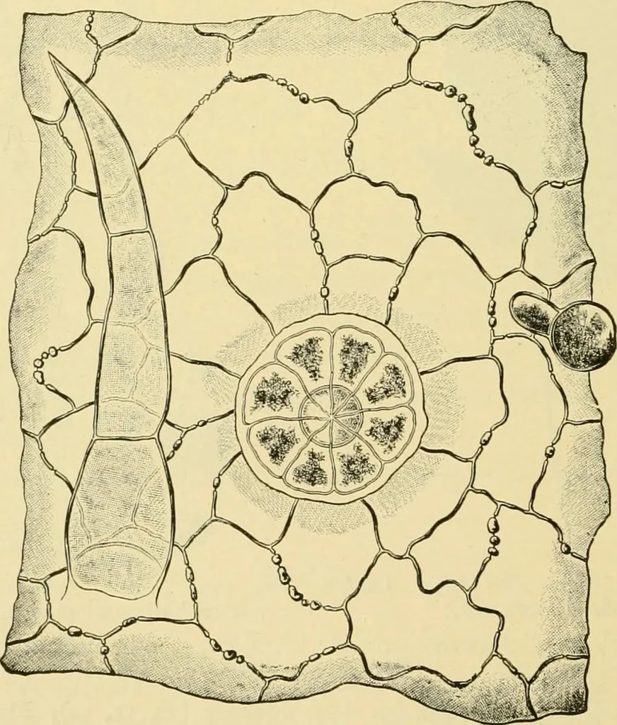 An illustration from The microscopy of vegetable foods, with special reference to the detection of adulteration and the diagnosis of mixtures, 1916, leaf 631