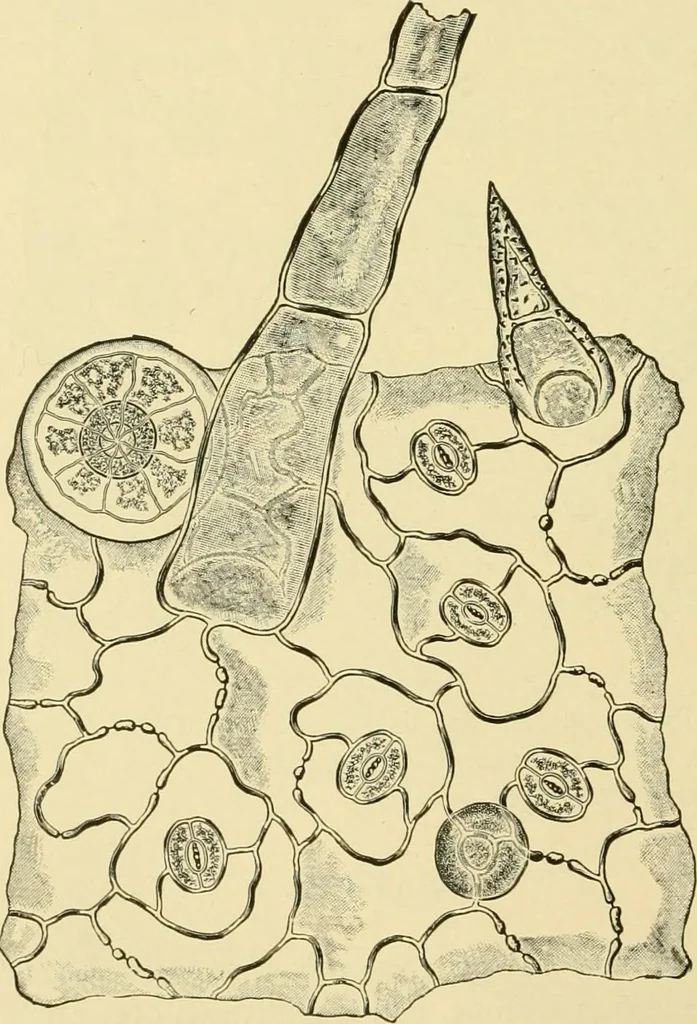 An illustration from The microscopy of vegetable foods, with special reference to the detection of adulteration and the diagnosis of mixtures, 1916, leaf 633