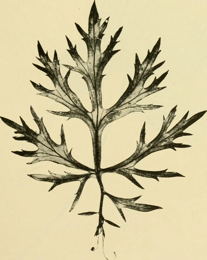 An illustration from The microscopy of vegetable foods, with special reference to the detection of adulteration and the diagnosis of mixtures, 1916, leaf 638
