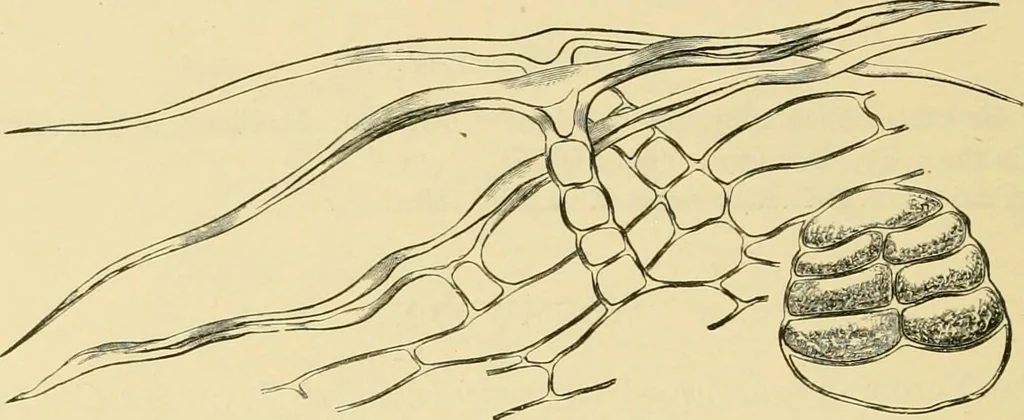 An illustration from The microscopy of vegetable foods, with special reference to the detection of adulteration and the diagnosis of mixtures, 1916, leaf 639