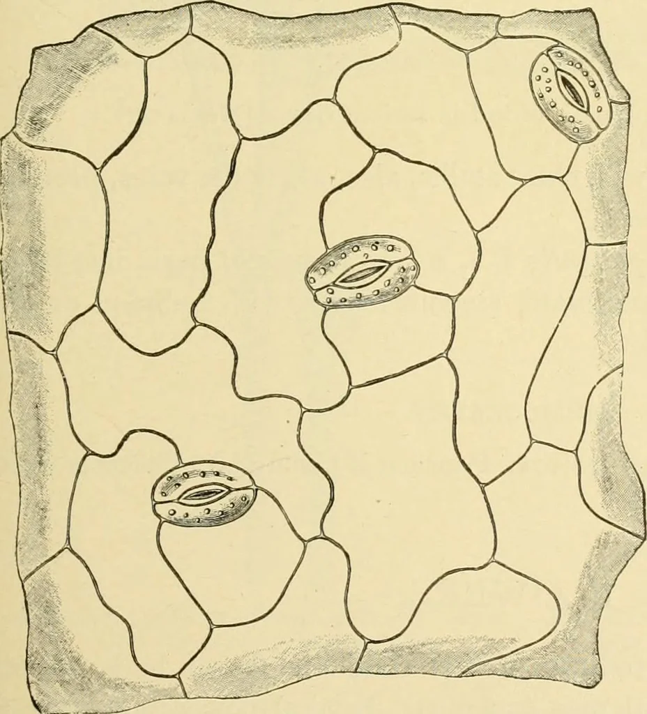 An illustration from The microscopy of vegetable foods, with special reference to the detection of adulteration and the diagnosis of mixtures, 1916, leaf 640
