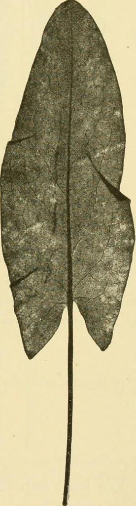 An illustration from The microscopy of vegetable foods, with special reference to the detection of adulteration and the diagnosis of mixtures, 1916, leaf 640