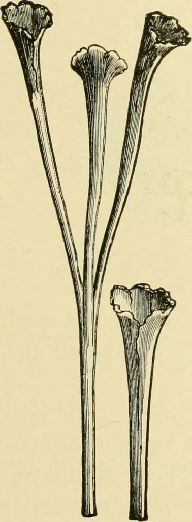An illustration from The microscopy of vegetable foods, with special reference to the detection of adulteration and the diagnosis of mixtures, 1916, leaf 642