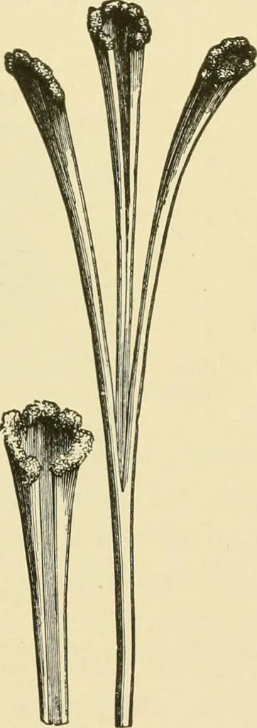 An illustration from The microscopy of vegetable foods, with special reference to the detection of adulteration and the diagnosis of mixtures, 1916, leaf 642