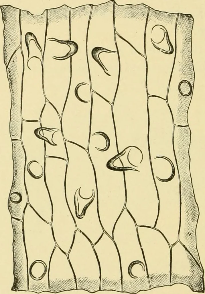 An illustration from The microscopy of vegetable foods, with special reference to the detection of adulteration and the diagnosis of mixtures, 1916, leaf 645