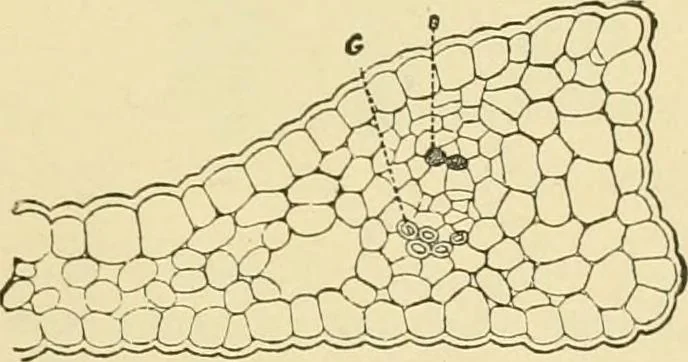 An illustration from The microscopy of vegetable foods, with special reference to the detection of adulteration and the diagnosis of mixtures, 1916, leaf 648
