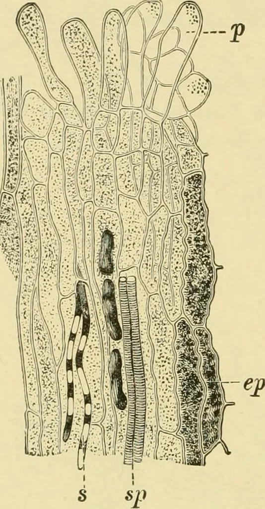 An illustration from The microscopy of vegetable foods, with special reference to the detection of adulteration and the diagnosis of mixtures, 1916, leaf 649