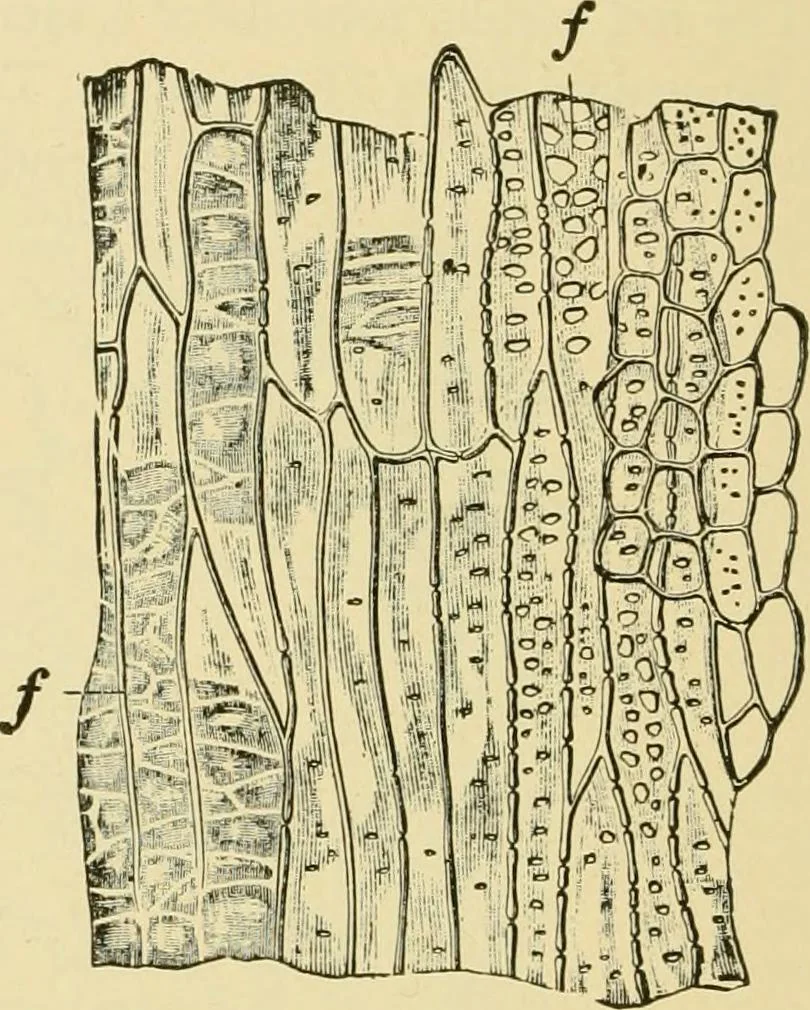 An illustration from The microscopy of vegetable foods, with special reference to the detection of adulteration and the diagnosis of mixtures, 1916, leaf 649