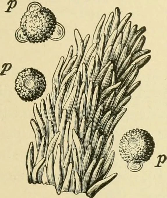 An illustration from The microscopy of vegetable foods, with special reference to the detection of adulteration and the diagnosis of mixtures, 1916, leaf 650