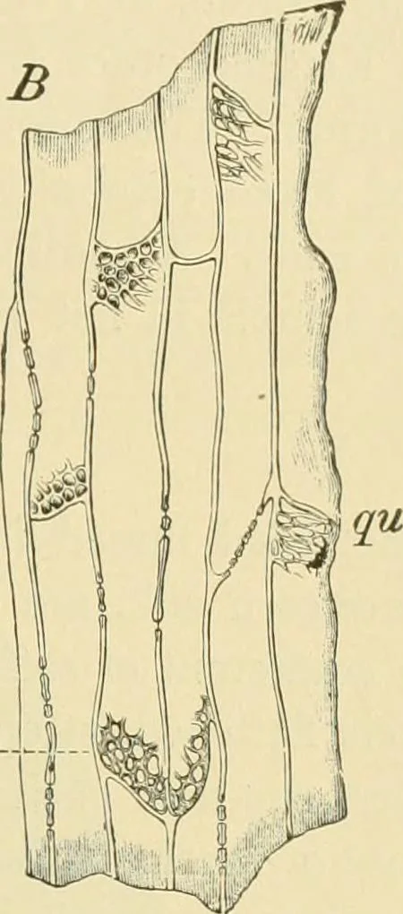 An illustration from The microscopy of vegetable foods, with special reference to the detection of adulteration and the diagnosis of mixtures, 1916, leaf 650