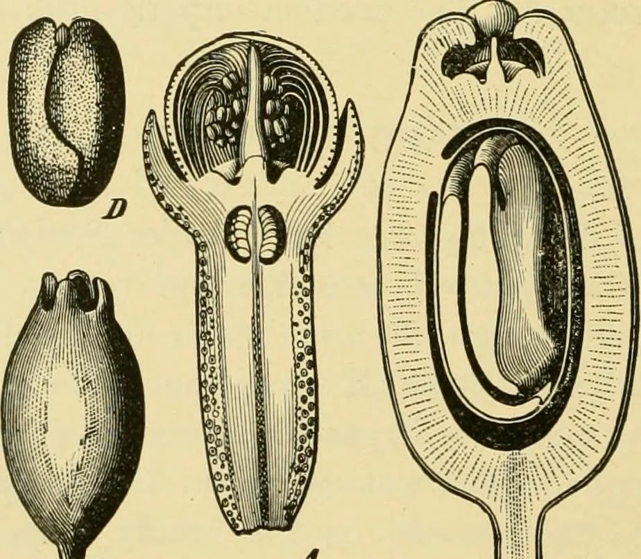 An illustration from The microscopy of vegetable foods, with special reference to the detection of adulteration and the diagnosis of mixtures, 1916, leaf 651