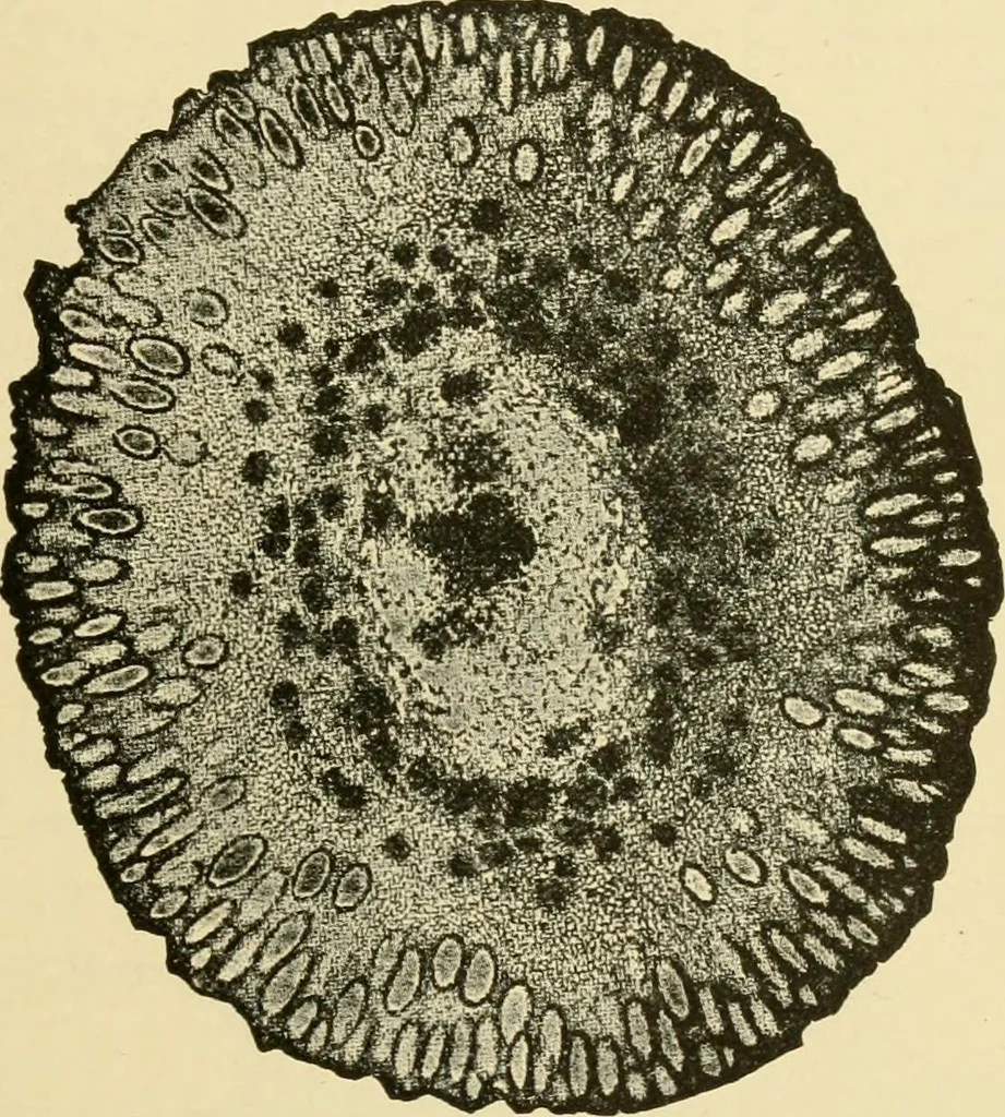 An illustration from The microscopy of vegetable foods, with special reference to the detection of adulteration and the diagnosis of mixtures, 1916, leaf 652
