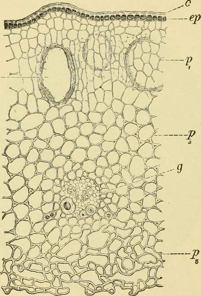 An illustration from The microscopy of vegetable foods, with special reference to the detection of adulteration and the diagnosis of mixtures, 1916, leaf 653