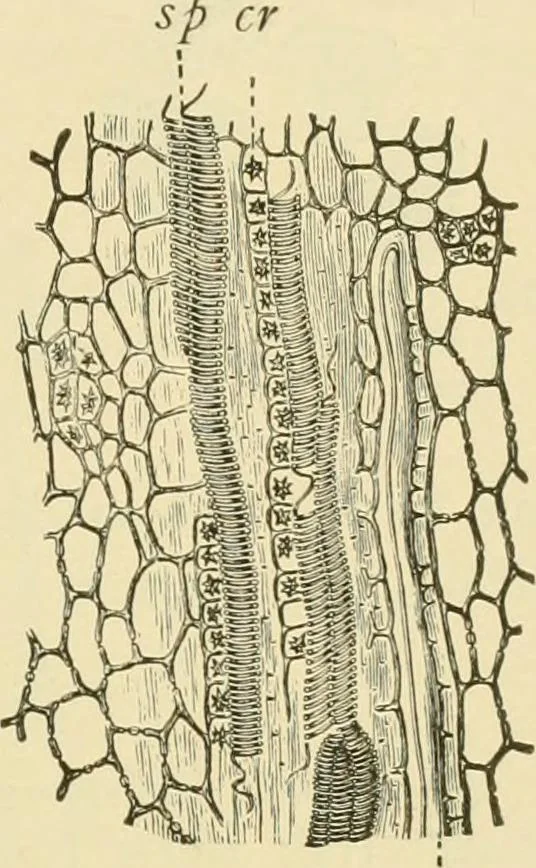 An illustration from The microscopy of vegetable foods, with special reference to the detection of adulteration and the diagnosis of mixtures, 1916, leaf 654