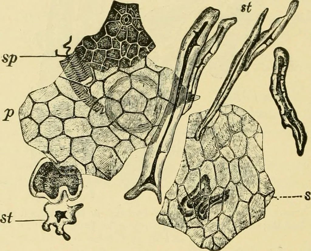 An illustration from The microscopy of vegetable foods, with special reference to the detection of adulteration and the diagnosis of mixtures, 1916, leaf 657