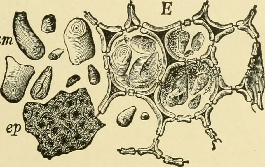An illustration from The microscopy of vegetable foods, with special reference to the detection of adulteration and the diagnosis of mixtures, 1916, leaf 658