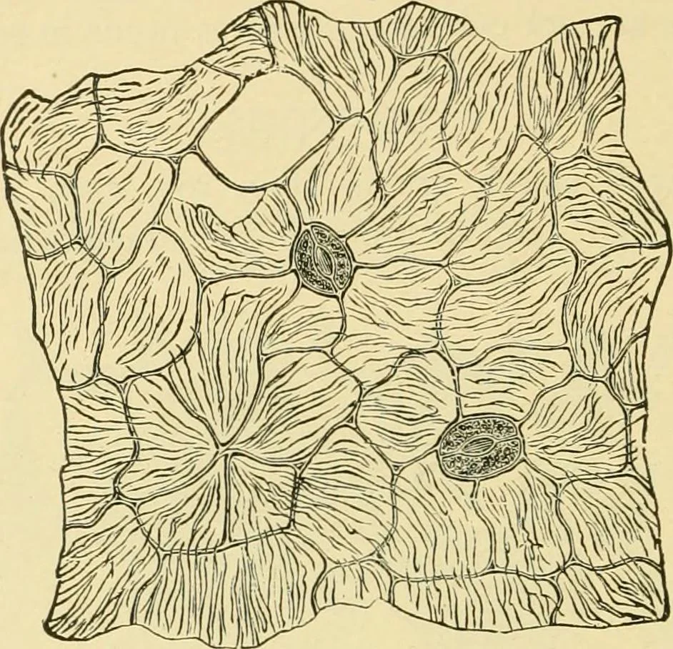 An illustration from The microscopy of vegetable foods, with special reference to the detection of adulteration and the diagnosis of mixtures, 1916, leaf 659