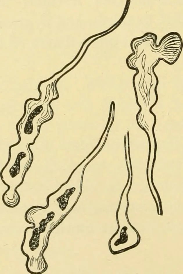 An illustration from The microscopy of vegetable foods, with special reference to the detection of adulteration and the diagnosis of mixtures, 1916, leaf 659