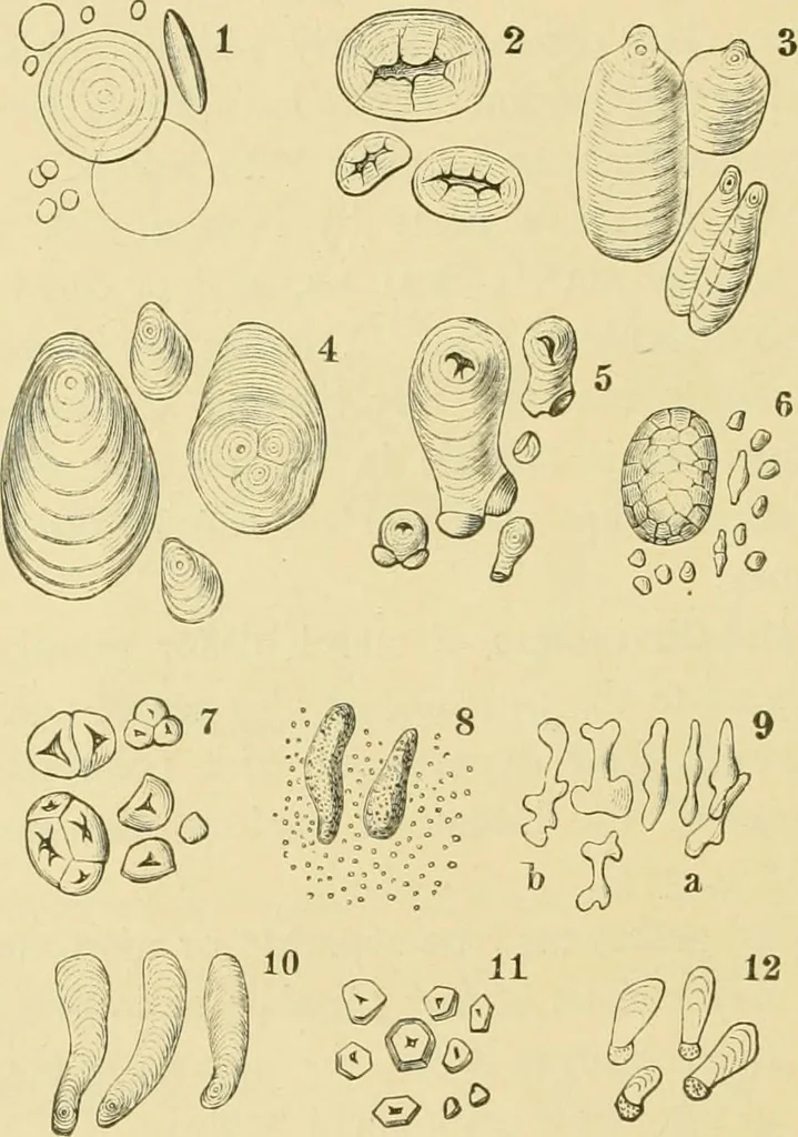 An illustration from The microscopy of vegetable foods, with special reference to the detection of adulteration and the diagnosis of mixtures, 1916, leaf 665