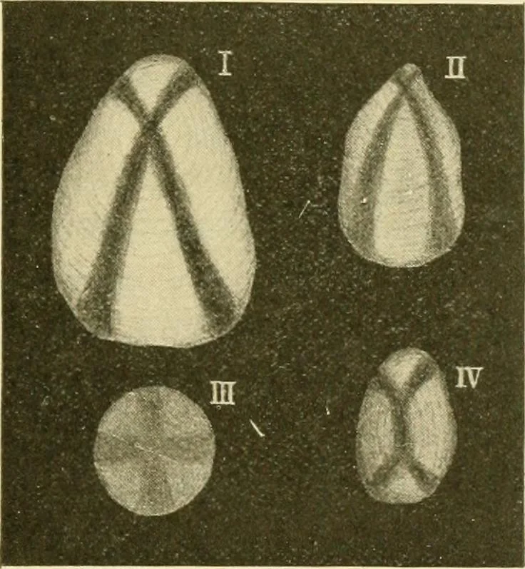 An illustration from The microscopy of vegetable foods, with special reference to the detection of adulteration and the diagnosis of mixtures, 1916, leaf 666
