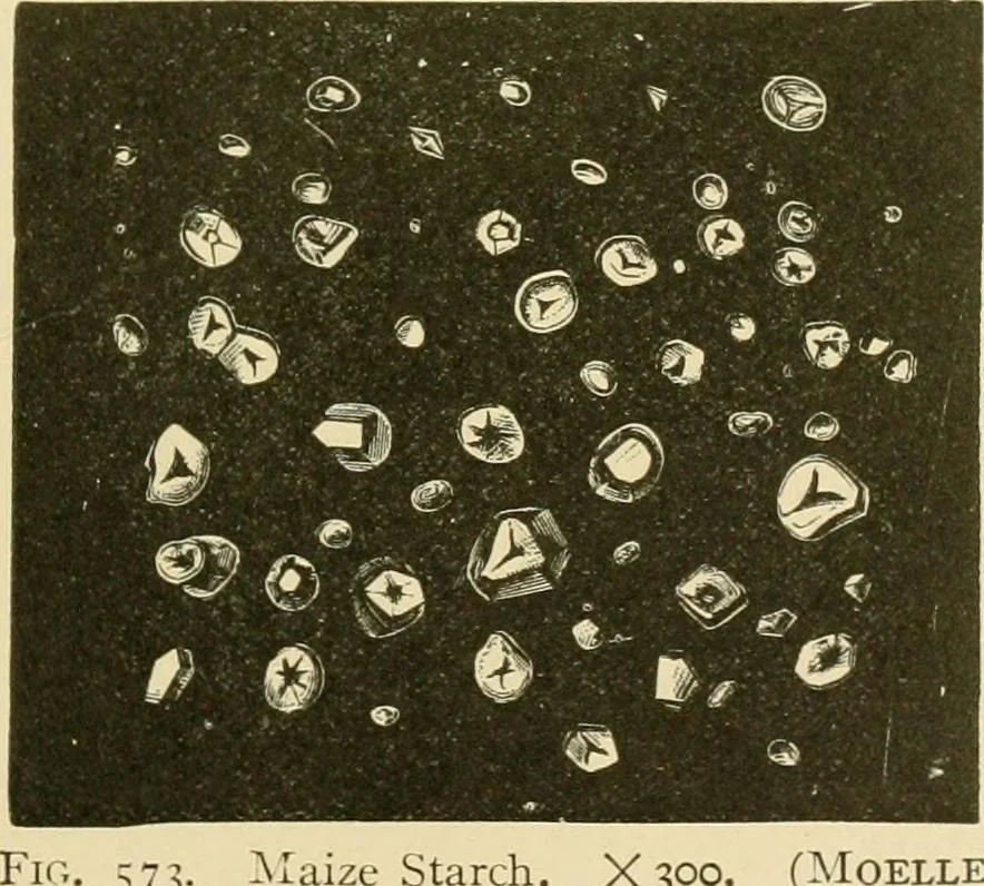 An illustration from The microscopy of vegetable foods, with special reference to the detection of adulteration and the diagnosis of mixtures, 1916, leaf 670