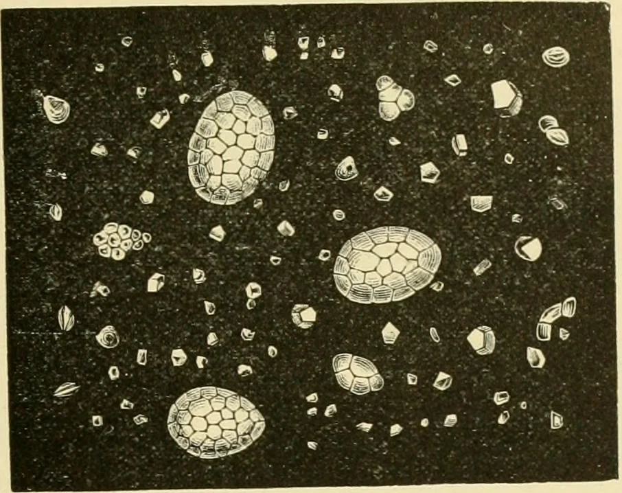 An illustration from The microscopy of vegetable foods, with special reference to the detection of adulteration and the diagnosis of mixtures, 1916, leaf 672