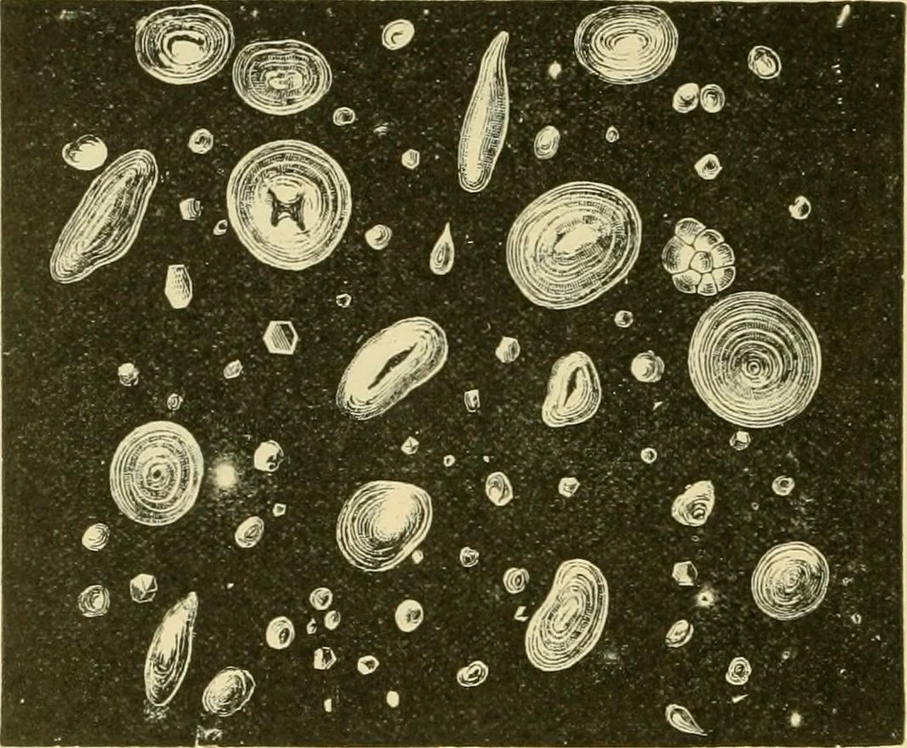 An illustration from The microscopy of vegetable foods, with special reference to the detection of adulteration and the diagnosis of mixtures, 1916, leaf 673