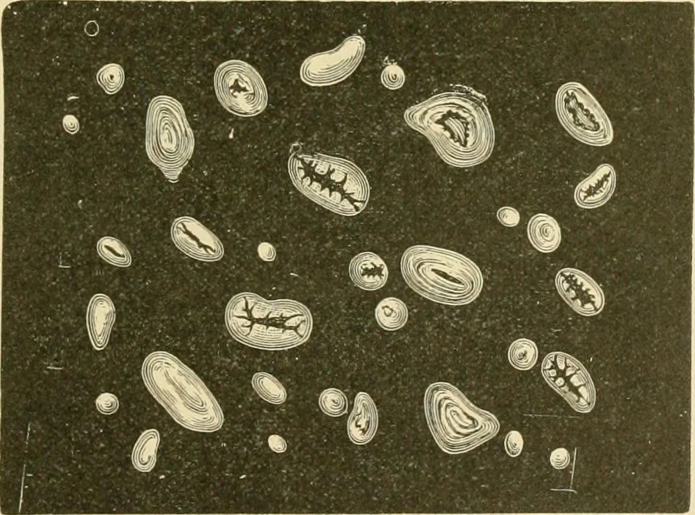 An illustration from The microscopy of vegetable foods, with special reference to the detection of adulteration and the diagnosis of mixtures, 1916, leaf 674