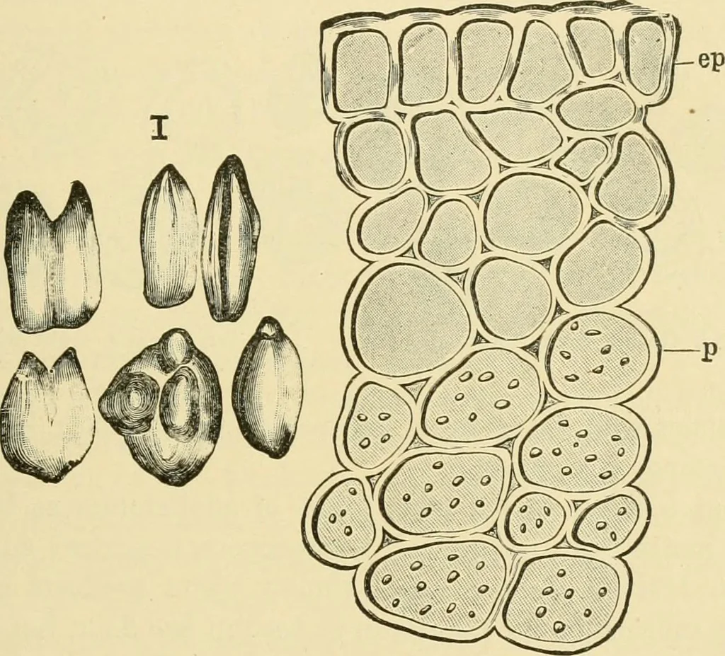 An illustration from The microscopy of vegetable foods, with special reference to the detection of adulteration and the diagnosis of mixtures, 1916, leaf 68