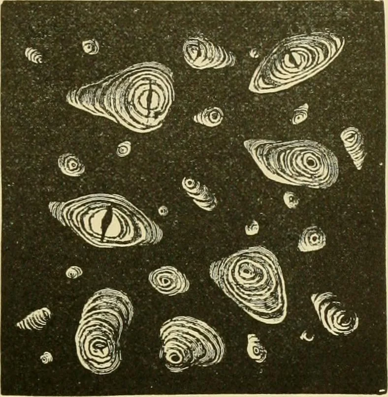 An illustration from The microscopy of vegetable foods, with special reference to the detection of adulteration and the diagnosis of mixtures, 1916, leaf 680