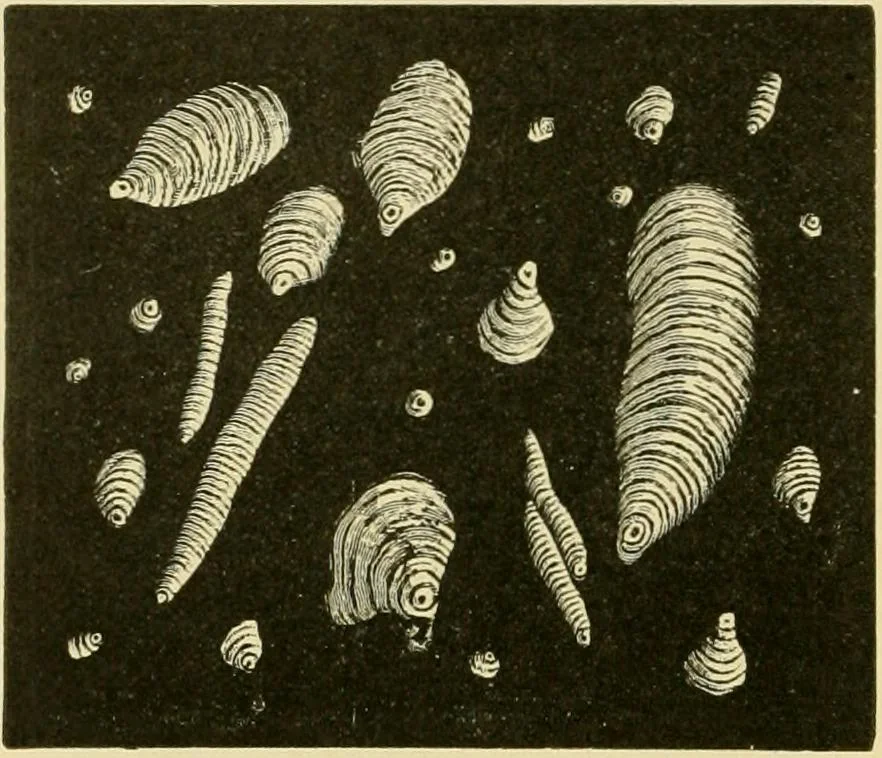 An illustration from The microscopy of vegetable foods, with special reference to the detection of adulteration and the diagnosis of mixtures, 1916, leaf 681