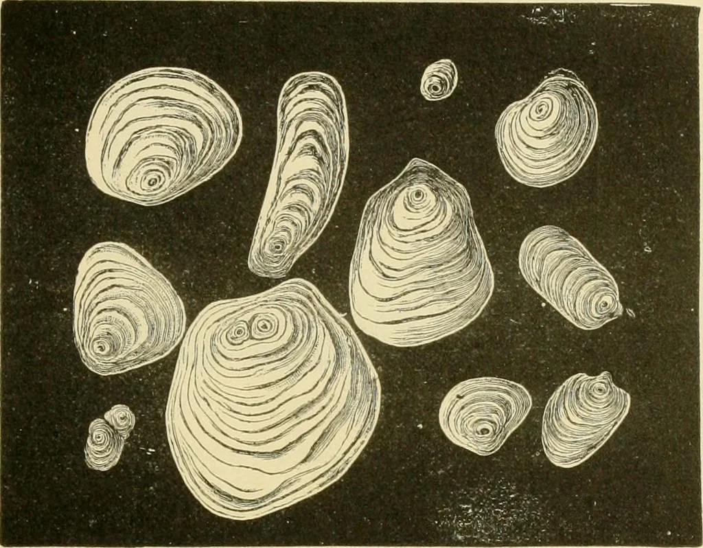 An illustration from The microscopy of vegetable foods, with special reference to the detection of adulteration and the diagnosis of mixtures, 1916, leaf 682